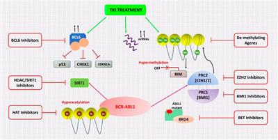 A Review on the Therapeutic Role of TKIs in Case of CML in Combination With Epigenetic Drugs